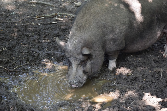 皇马的原因 皇马的原因